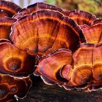 Reishi Mushroom Extract 4:1
